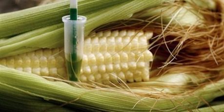 Qu'est-ce que le maïs NK603, soupçonné de toxicité ? | Questions de développement ... | Scoop.it