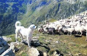 Bazus-Aure. Un patou  tué à coups de bâton | Vallées d'Aure & Louron - Pyrénées | Scoop.it