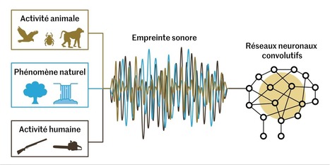 La forêt tropicale de Bornéo sur écoute 24 heures sur 24 | Biodiversité | Scoop.it