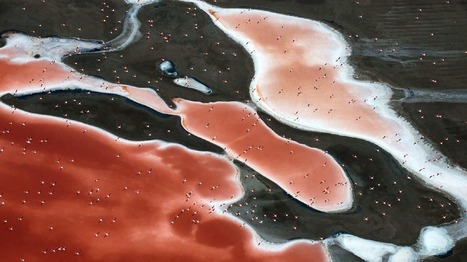 Une bouffée de nature dans ce festival en Camargue  | Camargue Nature | Scoop.it