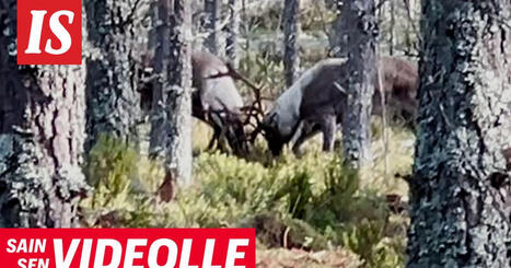 Sain sen videolle: Kausi 6 jakso 10 | A1Uutiset | Scoop.it