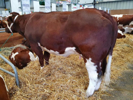 Les éleveurs bovins veulent des hausses de prix | Actualité Bétail | Scoop.it