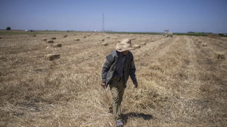 MAROC : l'agriculture reprend des couleurs apr&egrave;s des ann&eacute;es de s&eacute;cheresses | ALIMENTATIONS | Scoop.it