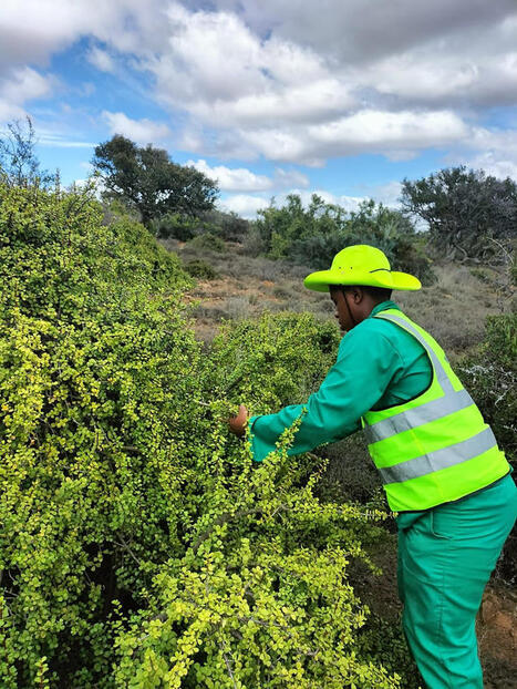 INDIGENOUS BIODIVERSITY: REFORESTATION PROJECT AND SPEKBOOM EASTERN CAPE | BIOECONOMY, Climate-Nature-Finance, Financial Reforms, Economic Reforms, Tax Reforms | Scoop.it
