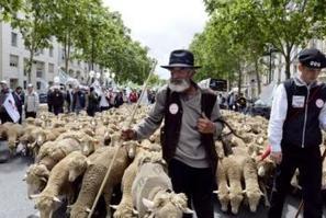 Les éleveurs marchent sur Paris et vers les consommateurs - La Dépêche | Le Fil @gricole | Scoop.it