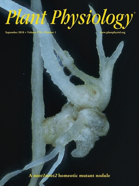 The Mtnoot1 noot2 homeotic symbiotic nodule mutant sheds light on the origin of the nodule symbiotic organ | Life Sciences Universit&eacute; Paris-Saclay | Scoop.it