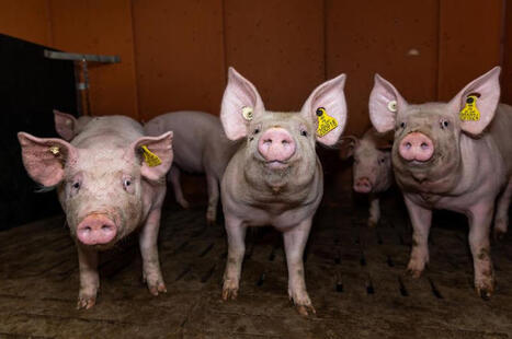 Quatre pistes alimentaires pour booster la croissance des porcs charcutiers en engraissement | SCIENCES DE L' ANIMAL | Scoop.it