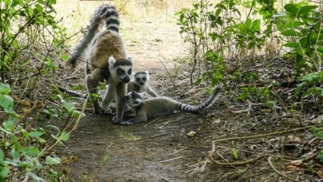 Madagascar: le changement climatique menace dangereusement les aires protégées | Biodiversité | Scoop.it