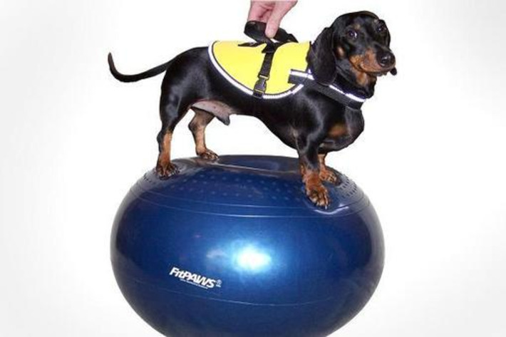10 great holiday gifts for your pets | The UHNW Lifestyle Report | Scoop.it