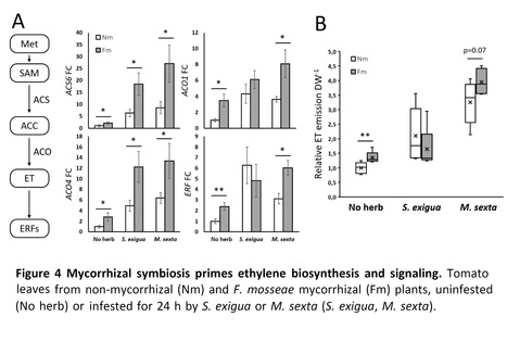 Ethylene signaling is essential for mycorrhiza-induced resistance against chewing herbivores in tomato - Preprint | Plant hormones (Literature sources on phytohormones and plant signalling) | Scoop.it