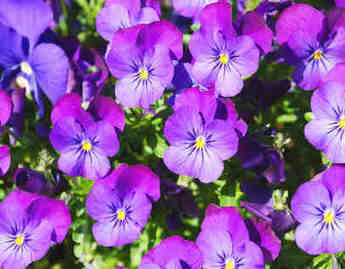 Puutarha & kasvit | 1Uutiset - Lukemisen t&auml;hden | Scoop.it