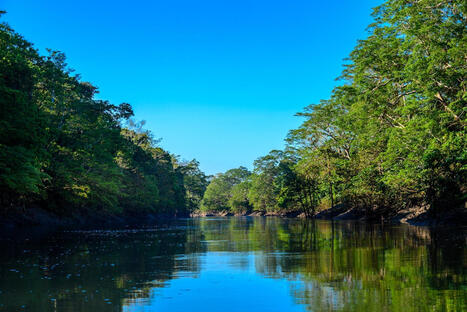 ENVIRONMENT: Palm oil and primates, can they coexist? | DURABILITES | Scoop.it