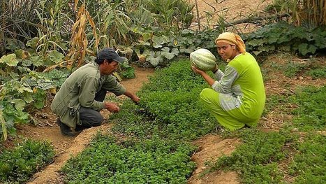 Grâce à la permaculture, un village marocain passe de la misère à la richesse en 3 ans seulement ! | Nouvelles du Maghreb | Scoop.it