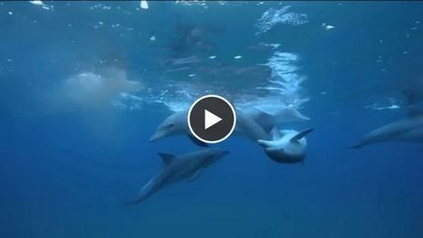 Des dauphins filmés en train de se droguer avec... un poisson-globe | KILUCRU | Scoop.it