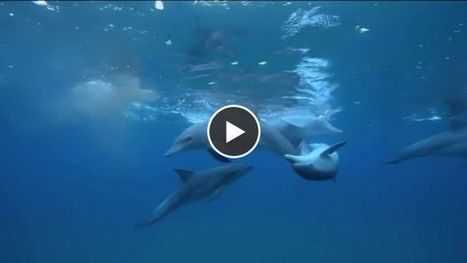 Des dauphins filmés en train de se droguer avec... un poisson-globe | 16s3d: Bestioles, opinions & pétitions | Scoop.it