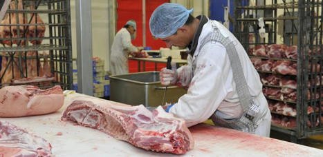 Filière de la viande : Le gouvernement lance son « plan abattoirs » | Actualité Bétail | Scoop.it