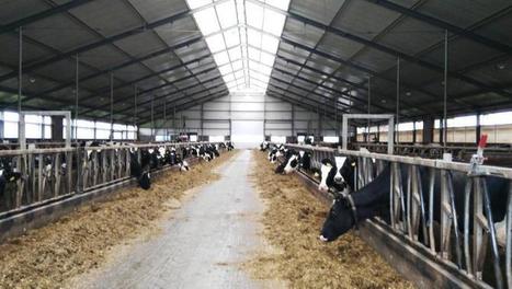 Le gouvernement néerlandais accélère l'élimination des vaches laitières | Lait de Normandie... et d'ailleurs | Scoop.it