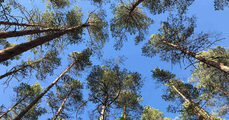 Drooni ei r&auml;j&auml;hd&auml;, jos se putoaa kyljelleen &ndash; asiantuntija kehottaa katselemaan nyt puiden latvoja | Kotimaa | Yle | 1Uutiset - Lukemisen t&auml;hden | Scoop.it