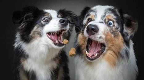 Alimentation animale : Faut-il mettre des protéines d’insecte dans la pâtée de nos chiens et de nos chats ? | GREENEYES | Scoop.it