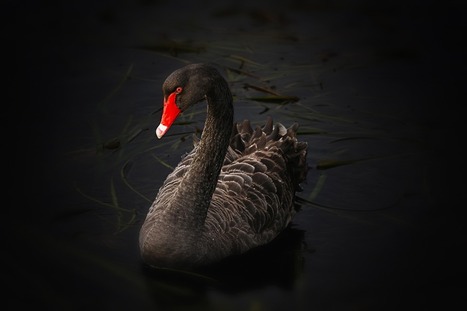 Editorial Pick 2015: What are the "black swans" of higher ed-tech? - eCampus News | Creative teaching and learning | Scoop.it