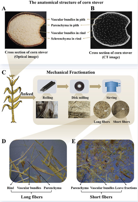 Precision Lignocellulosic Biorefinery: Process Regulation From Corn Stover to Products | advS | RMH | Scoop.it