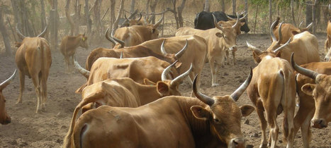 Did overhunting lead to domestication? : Past Horizons Archaeology | Archaeology Tools | Scoop.it