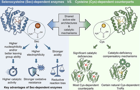 Selenocysteine-dependent Enzymes: Structure, Function and Selenium-derived Mechanism | jmb | RMH | Scoop.it