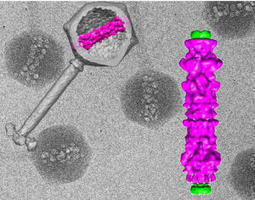 'Bubblegram' imaging: Novel approach to view inner workings of viruses | Science News | Scoop.it