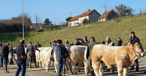 L'info en images. Charolles : Le concours de reproducteurs charolais se poursuit ce samedi | Actualité Bétail | Scoop.it
