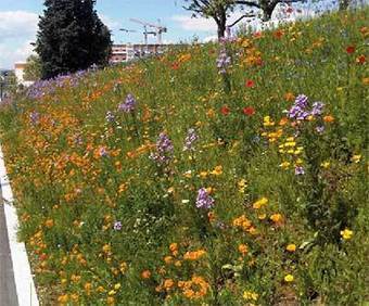 La gestion des sols pauvres | Espace Public et Paysage | ESPACES VEGETALISES URBAINS | Scoop.it