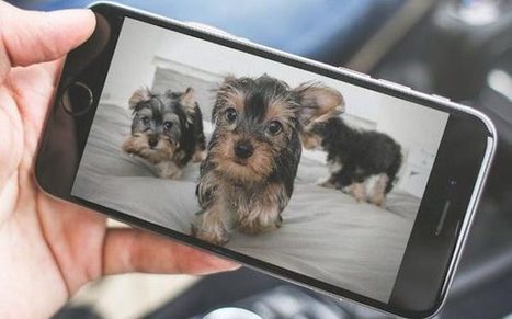 Face au déclin des ventes de smartphones, l'industrie du mobile veut connecter les animaux - Decode Media | Intelligence Artificielle | Scoop.it