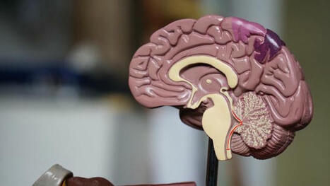 Bilingualism Linked to Larger Hippocampus in Alzheimer&rsquo;s | Technology Networks | Benefits of Bilingualism | Scoop.it