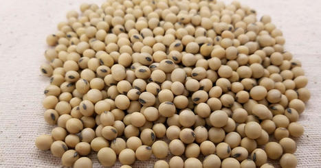 Bunge supplies low carbon soyabean meal in Brazil | ITERG - Veille sectorielle | Scoop.it