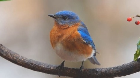 Le déclin des oiseaux champêtres | Les oiseaux au gré du vent | Scoop.it