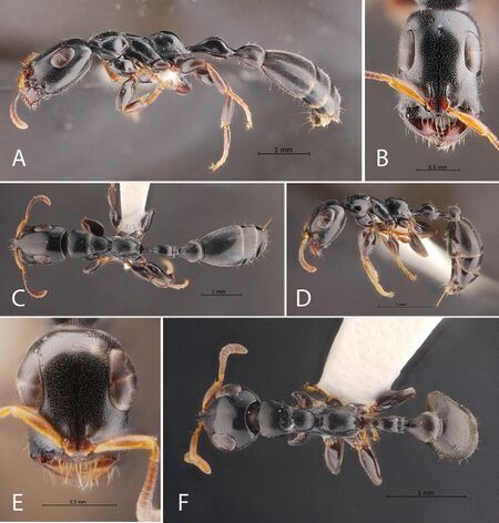 Une nouvelle esp&egrave;ce de fourmi d&eacute;couverte en Tha&iuml;lande | EntomoNews | Scoop.it