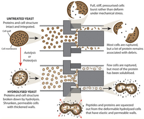 Recovery of Sustainable Yeast Proteins: A Mecha...