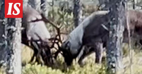 Mets&auml;peurat taistelivat Lauhavuoressa | A1Uutiset | Scoop.it
