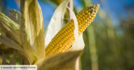 MONDE: Blé, maïs et soja continuent leur fulgurante ascension | CIHEAM Press Review | Scoop.it