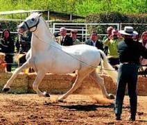 La gen&eacute;tica de los caballos de la regi&oacute;n se exportar&aacute; a Brasil | Caballo, Caballos | Scoop.it