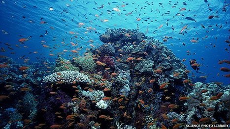 Our Oceans Are Dying: Mass Extinction May Be Inevitable | OUR OCEANS NEED US | Scoop.it