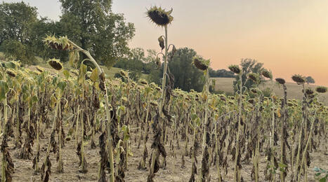 L'ECHO DEMETER : Plan CASI pour l'agriculture : d&eacute;cryptage, aides et gestion de l'eau | L'ECHO DEMETER | Scoop.it