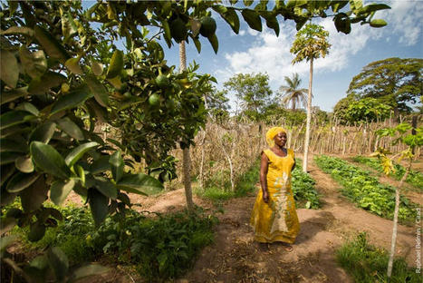 Au Sénégal, la grande caravane de l’agroécologie reprend la route ! | Les Colocs du jardin | Scoop.it
