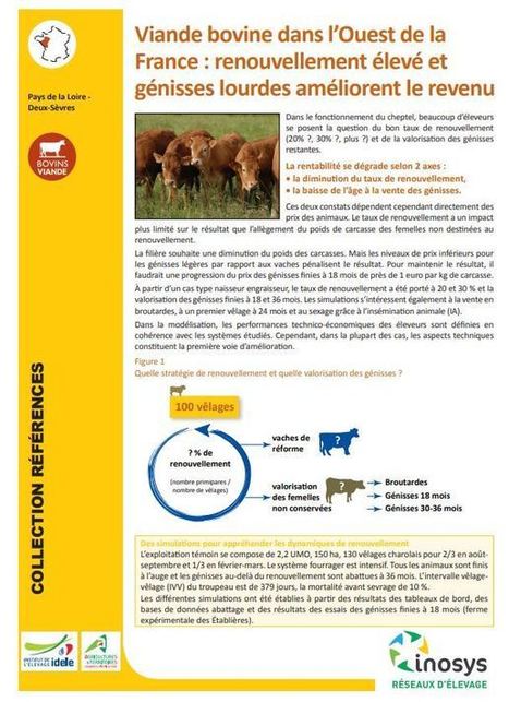 Viande bovine dans l'Ouest de la France : renouvellement élevé et génisses lourdes améliorent le revenu | SCIENCES DE L' ANIMAL | Scoop.it