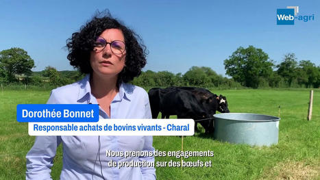Comment Bigard valorise les veaux laitiers | Lait de Normandie... et d'ailleurs | Scoop.it