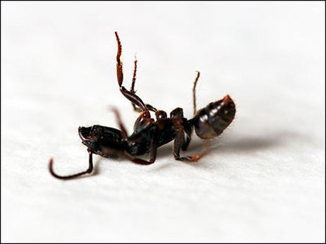 [2009] Comment les fourmis savent quand une autre fourmi est morte ? [en anglais] | Insect Archive | Scoop.it