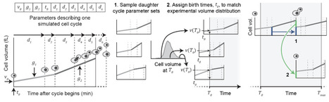 Cell cycle-dependent protein dynamics in budding yeast resolved by deconvolution of bulk proteomics | brvsys | RMH | Scoop.it