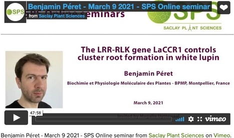 The LRR-RLK gene LaCCR1 controls cluster root formation in white lupin - Benjamin Péret, SPS Online seminar and video | Plant Sciences | Scoop.it