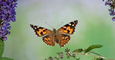 Des millions de papillons envahissent le ciel de Californie | EntomoNews | Scoop.it