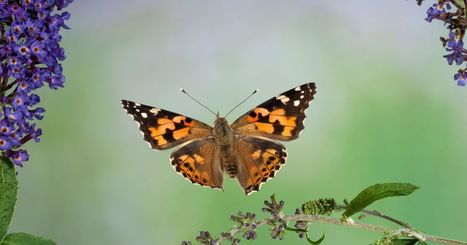 Des millions de papillons envahissent le ciel de Californie | EntomoNews | Scoop.it