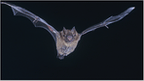 Human brain's 'bat sight' found - How do some blind people echolocate? | Amazing Science | Scoop.it